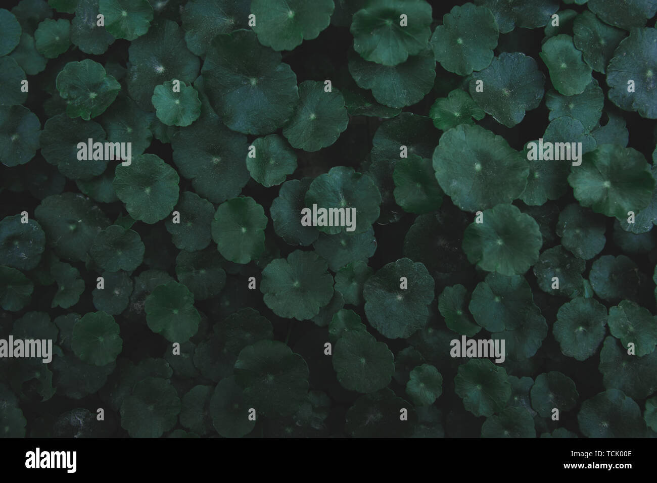 L'hydrocotyle à ombelle, gotu kola, Centella asiatica, Asiatique, Indien ombelle ombelle vert feuille tons sombres background Banque D'Images