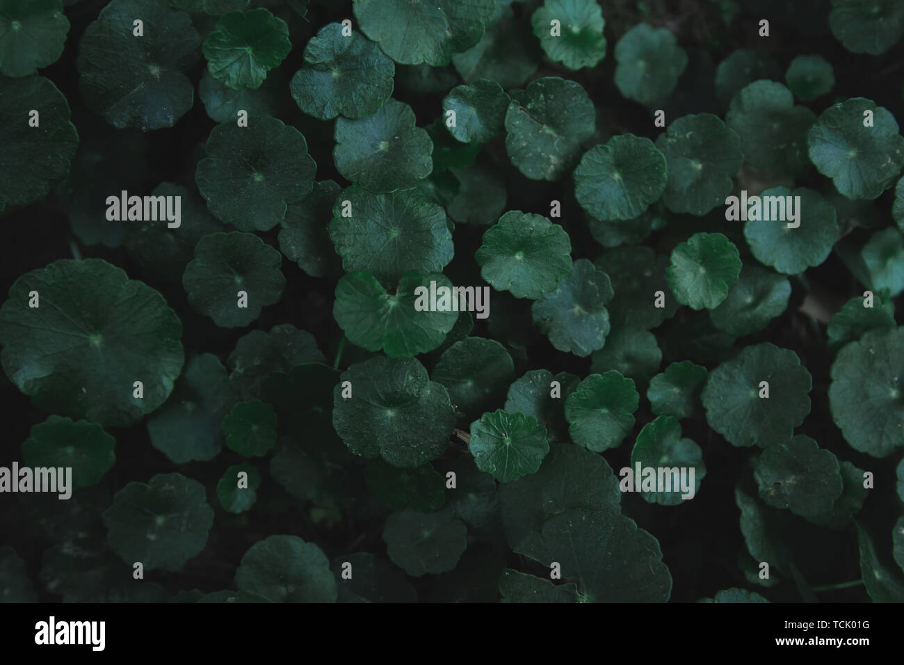 L'hydrocotyle à ombelle, gotu kola, Centella asiatica, Asiatique, Indien ombelle ombelle vert feuille tons sombres background Banque D'Images