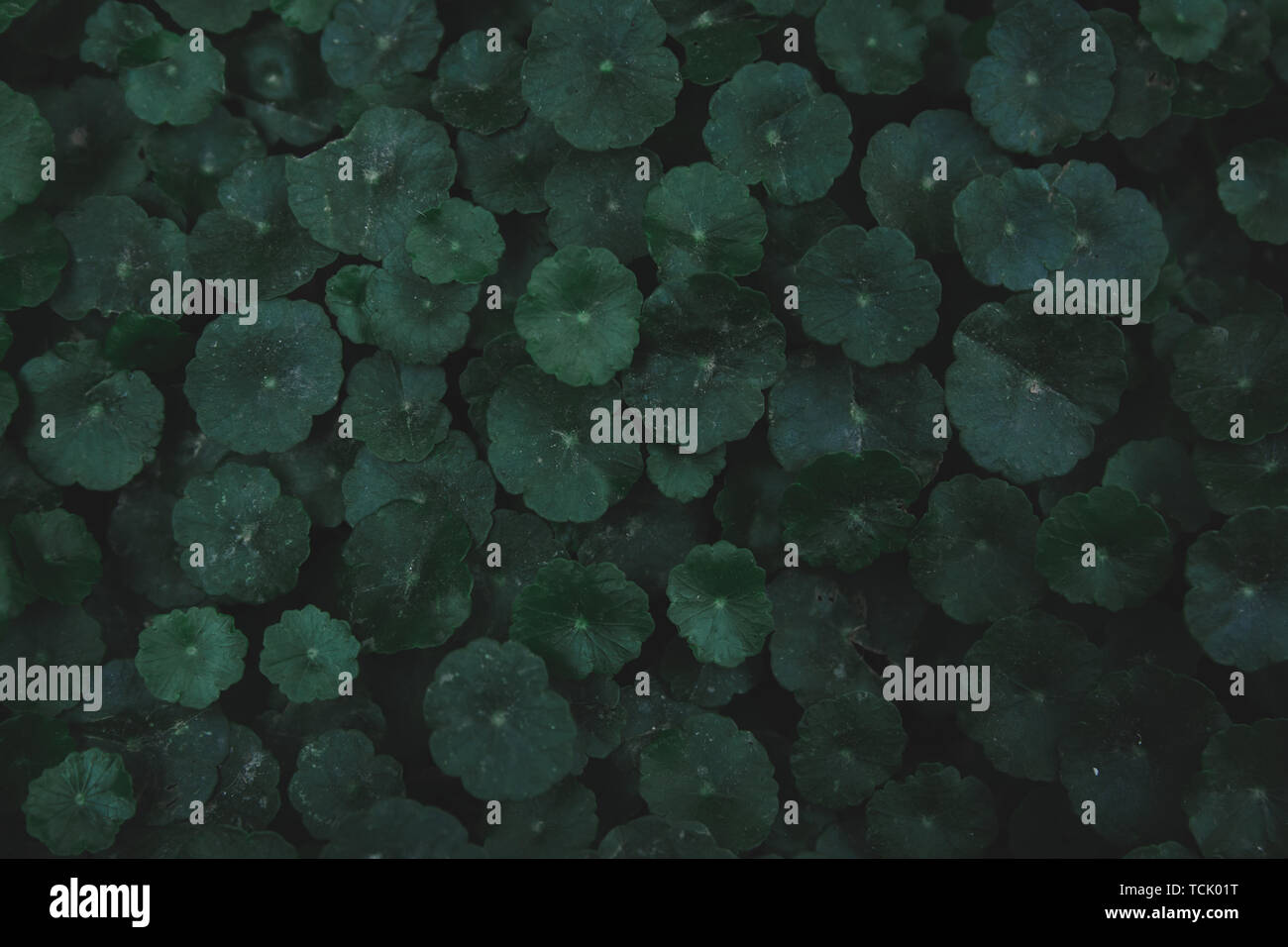 L'hydrocotyle à ombelle, gotu kola, Centella asiatica, Asiatique, Indien ombelle ombelle vert feuille tons sombres background Banque D'Images