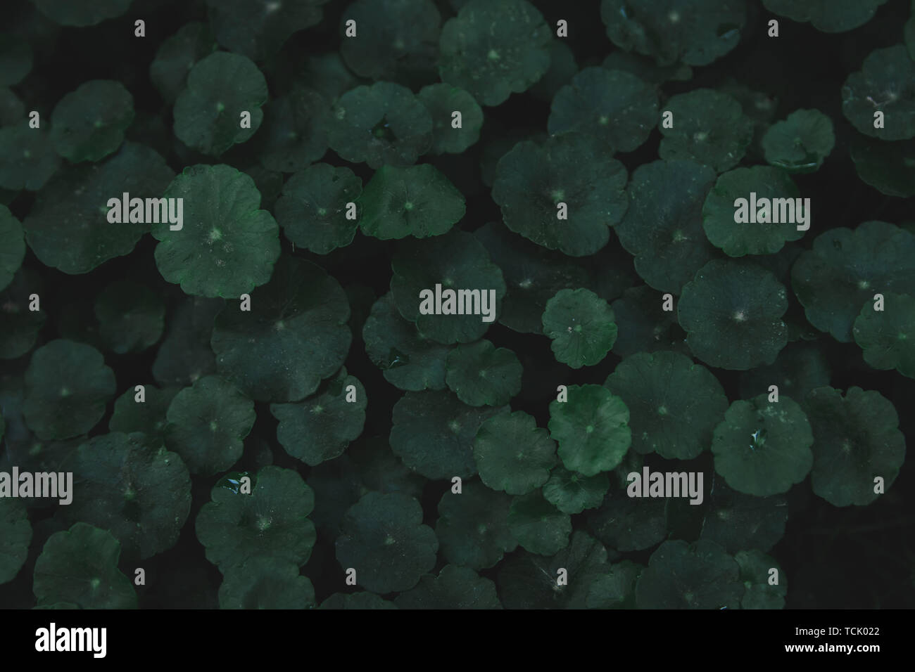 L'hydrocotyle à ombelle, gotu kola, Centella asiatica, Asiatique, Indien ombelle ombelle vert feuille tons sombres background Banque D'Images