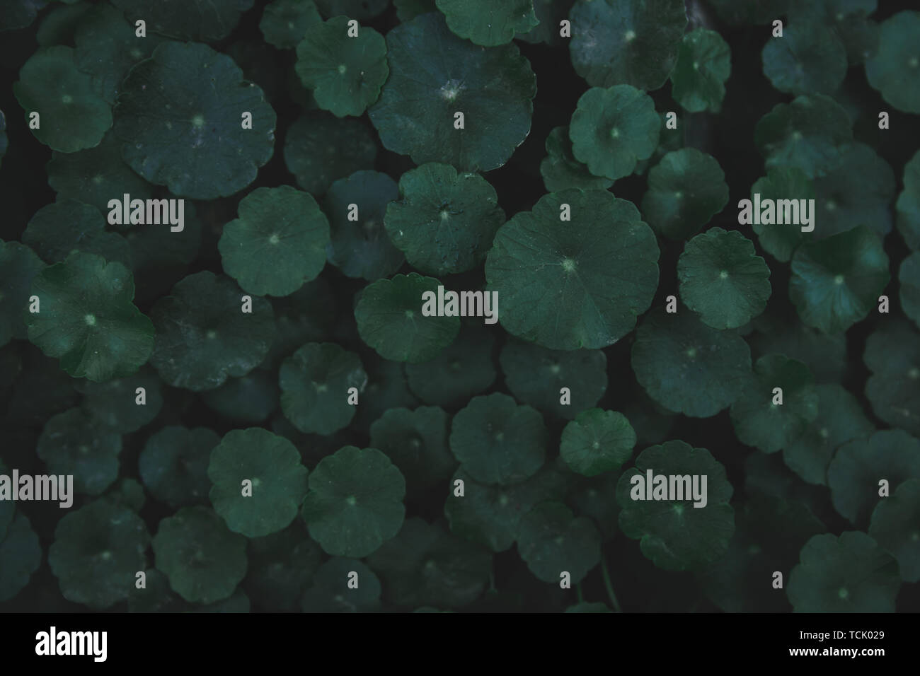 L'hydrocotyle à ombelle, gotu kola, Centella asiatica, Asiatique, Indien ombelle ombelle vert feuille tons sombres background Banque D'Images