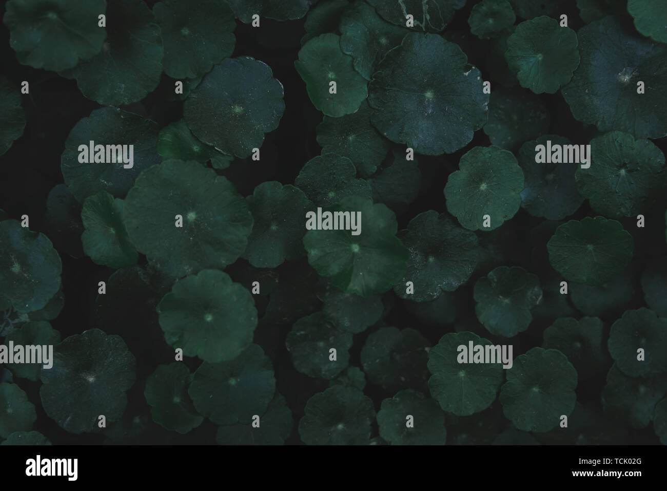 L'hydrocotyle à ombelle, gotu kola, Centella asiatica, Asiatique, Indien ombelle ombelle vert feuille tons sombres background Banque D'Images