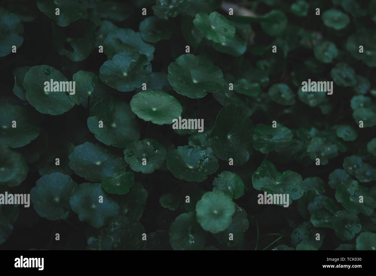 L'hydrocotyle à ombelle, gotu kola, Centella asiatica, Asiatique, Indien ombelle ombelle vert feuille tons sombres background Banque D'Images