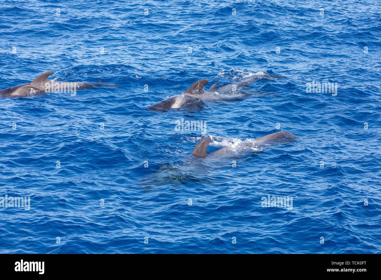 Groupe de baleines pilotes dans l'océan atlantique tenerife whale Banque D'Images