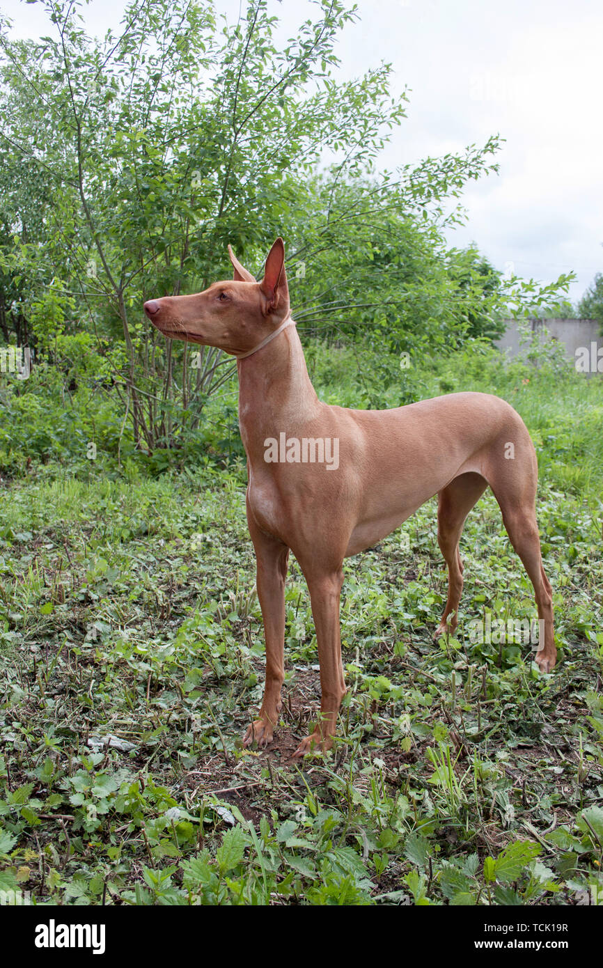 Cute pharaon hound est debout sur un pré vert. Animaux de compagnie. Banque D'Images