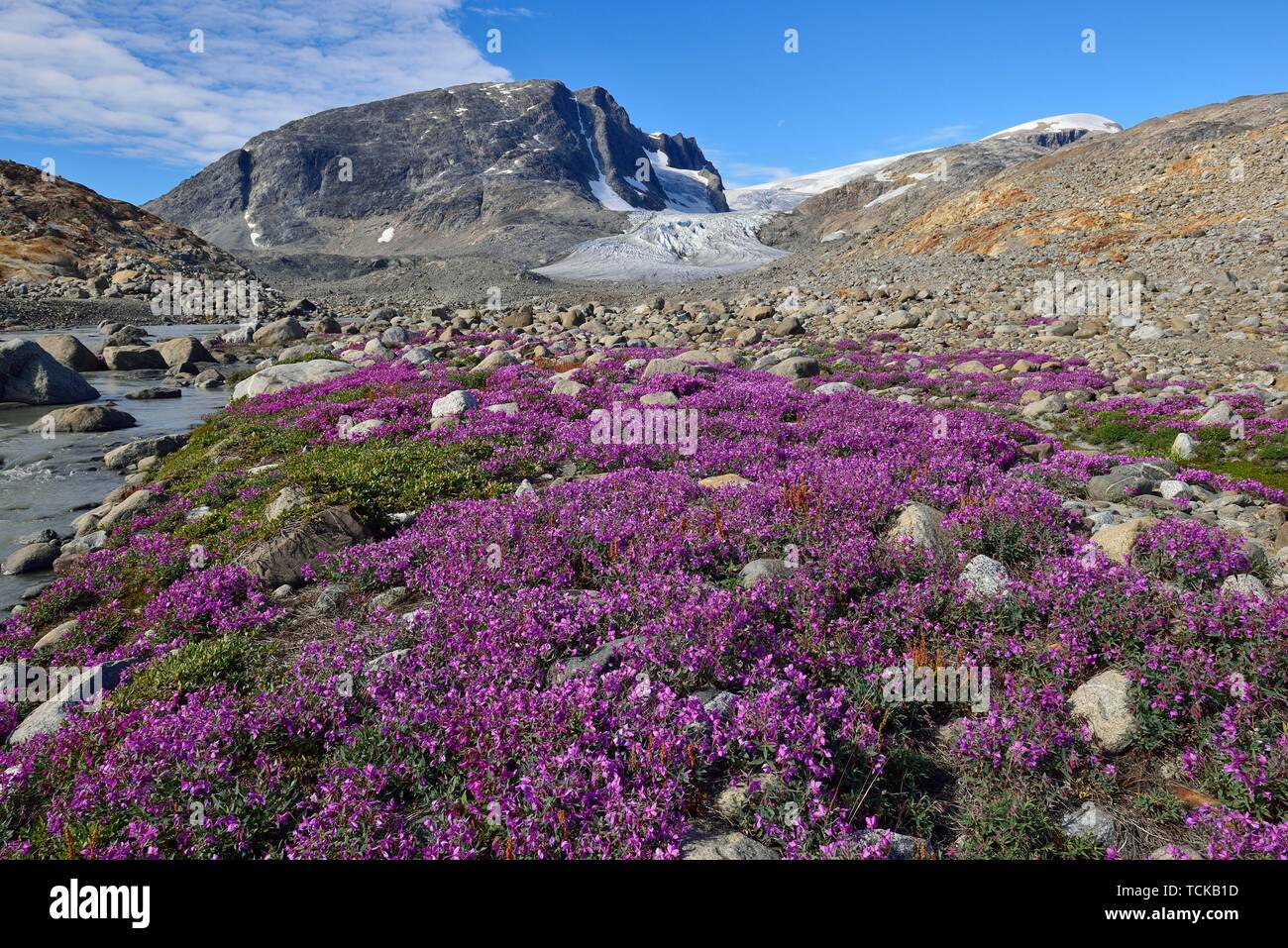 Fleurs d'été de l'Arctique en face de glacier, Johan Petersen Fjord, Est du Groenland, Greenland Banque D'Images