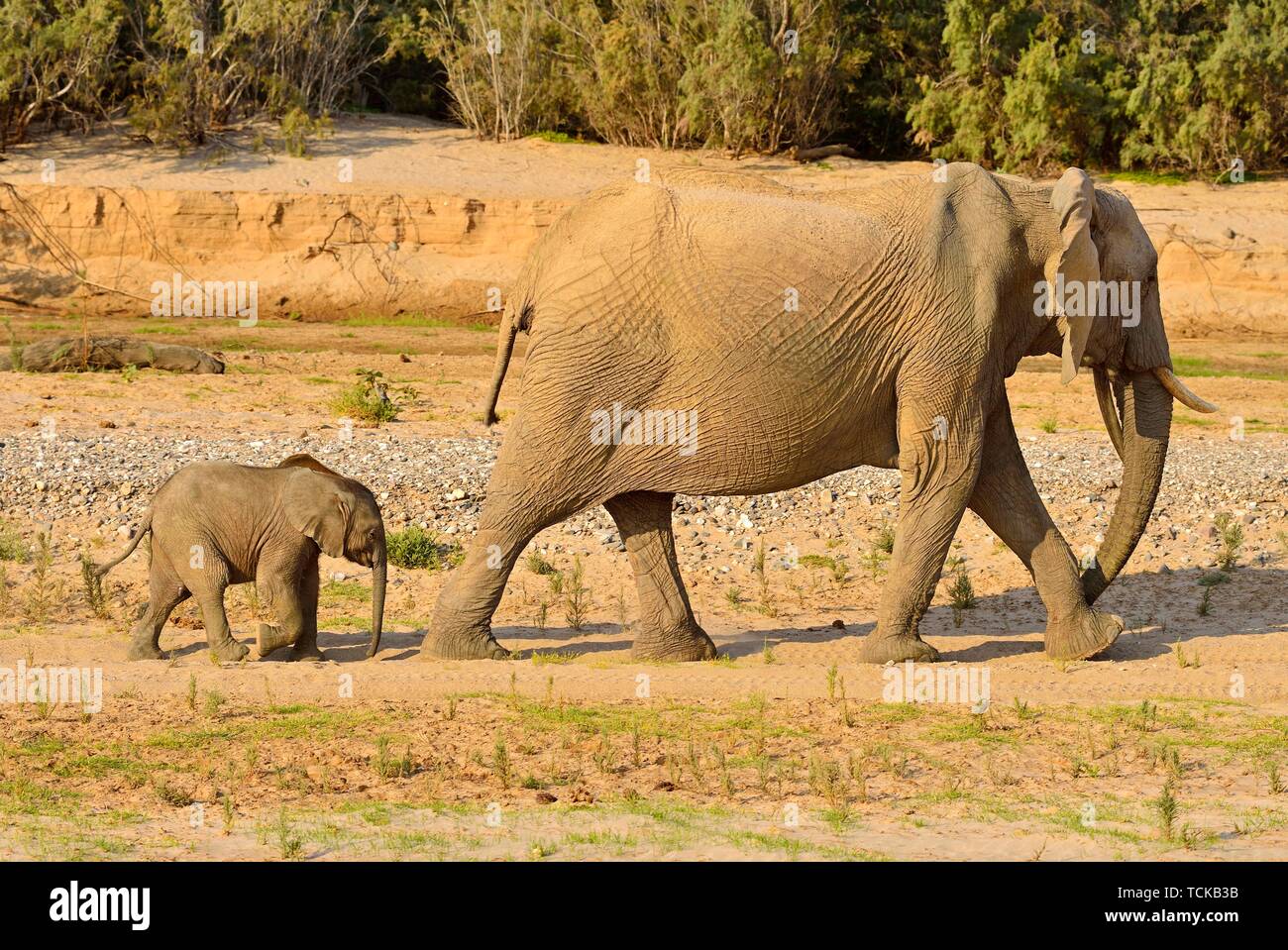 Les éléphants du désert namibien (Loxodonta africana), de la vache et du veau, à pied de la rivière Hoarusib, Désert du Namib, Kaokoland, Kaokoveld, province de Kunene, Namibie Banque D'Images