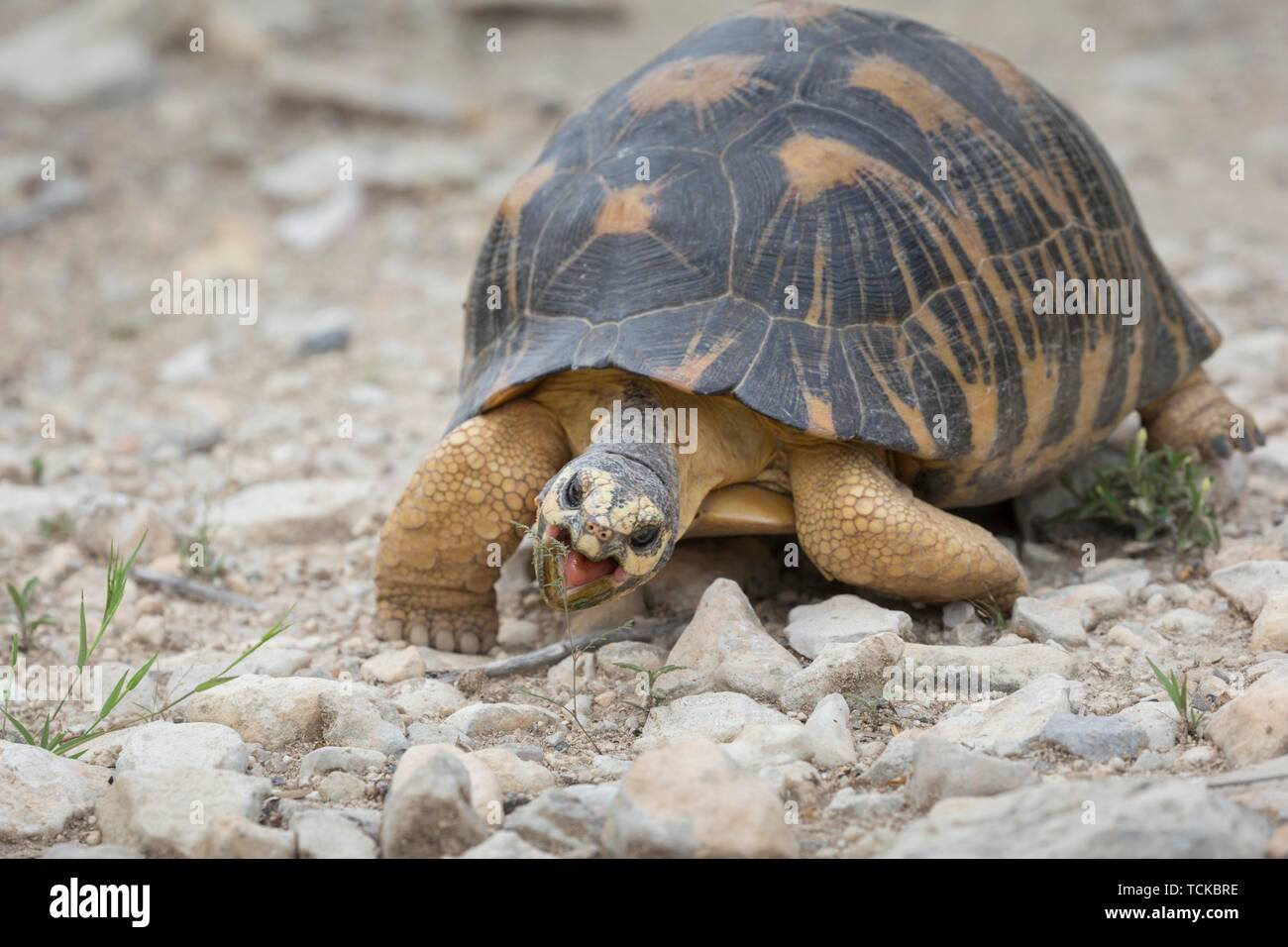 Tortue rayonnée (Astrochelys radiata), manger, Parc National de Tsimanampetsotsa, Madagascar Banque D'Images