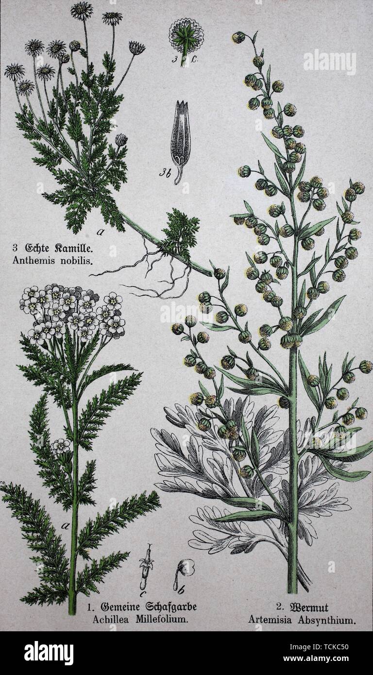 Plantes médicinales, Chamaemelum nobile communément connu sous le nom de camomille, camomille, camomille romaine, camomille, camomille jardin anglais, l'Achillea Banque D'Images