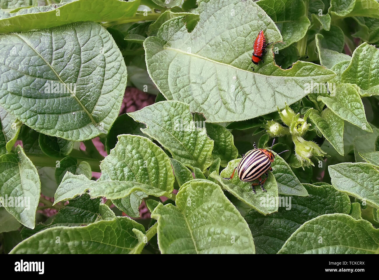 Larve de doryphore de la pomme de terre et sur les feuilles Banque D'Images