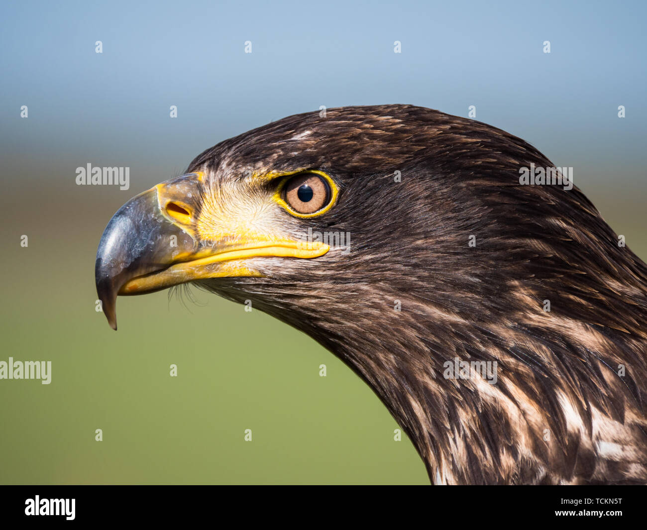 Close-up d'un pygargue à tête blanche immature ou Haliaeetus leucocephalus sur fond vert Banque D'Images