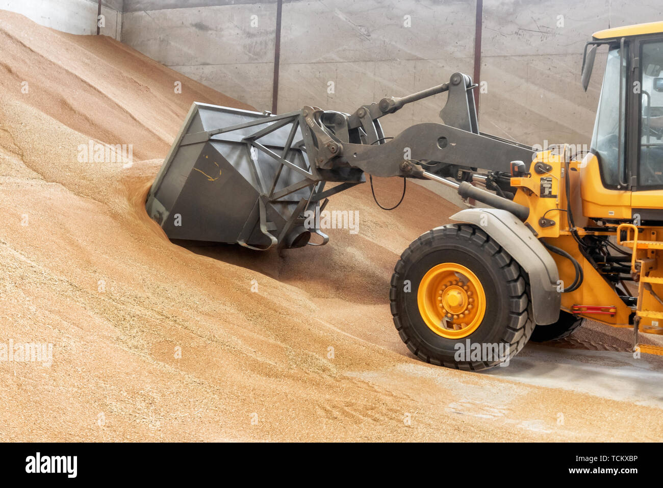 Le chargement du godet du chargeur pelle grain. Gros tas de grain dans un entrepôt à Food Factory . Banque D'Images