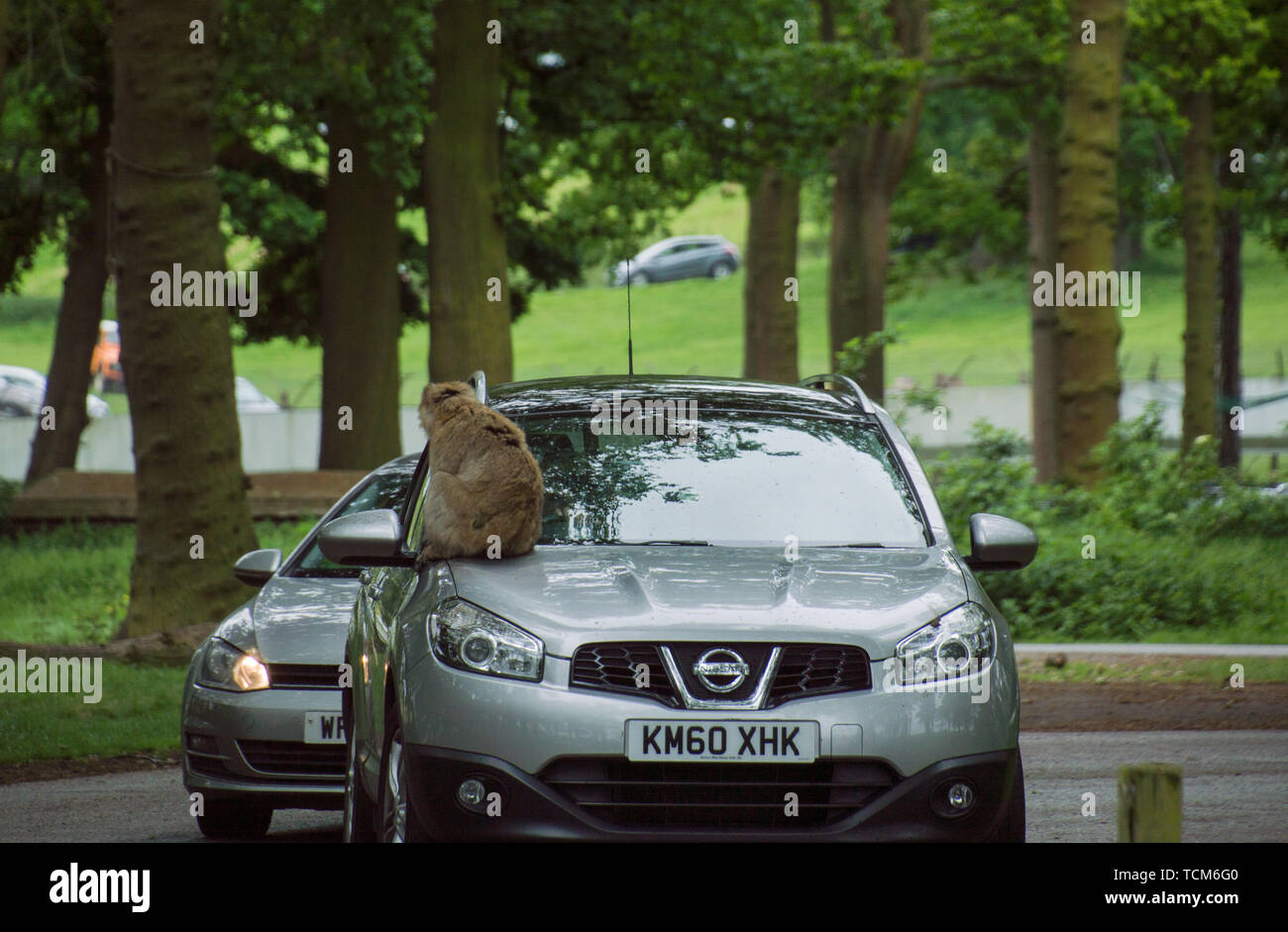 Singe assis sur un capot de voiture dans le parc safari de Woburn Banque D'Images