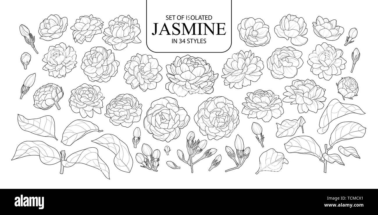 Ensemble de Jasmine isolés dans 34 styles. Cute hand drawn vector illustration fleurs en contour noir et blanc avion sur fond blanc. Illustration de Vecteur