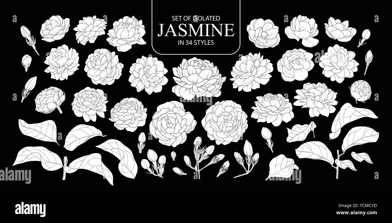 Ensemble de silhouette blanche isolée dans 34 Jasmine styles. Cute vector illustration fleur dessiné à la main en avion blanc sans contours sur fond noir. Illustration de Vecteur