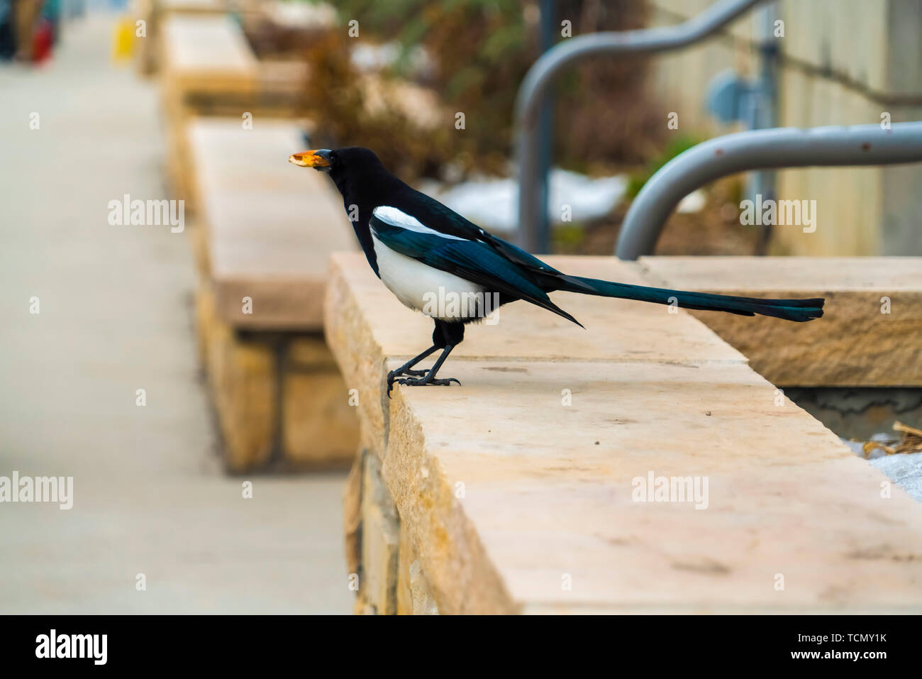 Oiseau perché sur un lit de l'usine de pierre à l'extérieur d'un bâtiment Banque D'Images
