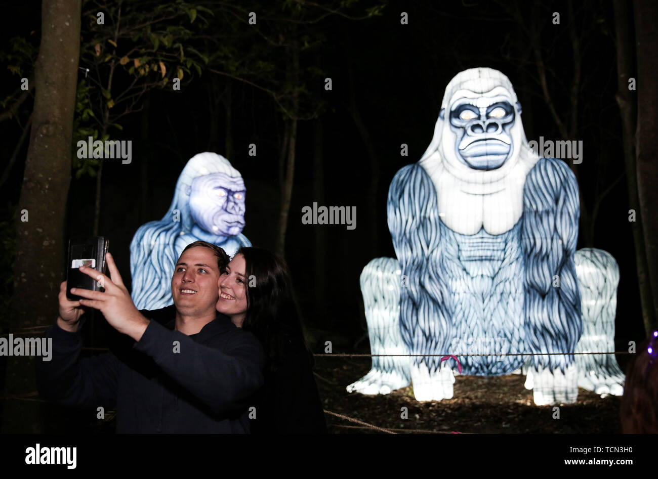 Sydney, Australie. 8 juin, 2019. Les touristes prendre en face de selfies en forme de gorille au cours de lanternes pour l'éclairage 'Wild' cas de Vivid Sydney au Zoo de Taronga à Sydney, Australie, le 8 juin 2019. Vive le 11e festival de Sydney se déroule du 24 mai au 15 juin de cette année. Credit : Bai Xuefei/Xinhua/Alamy Live News Banque D'Images