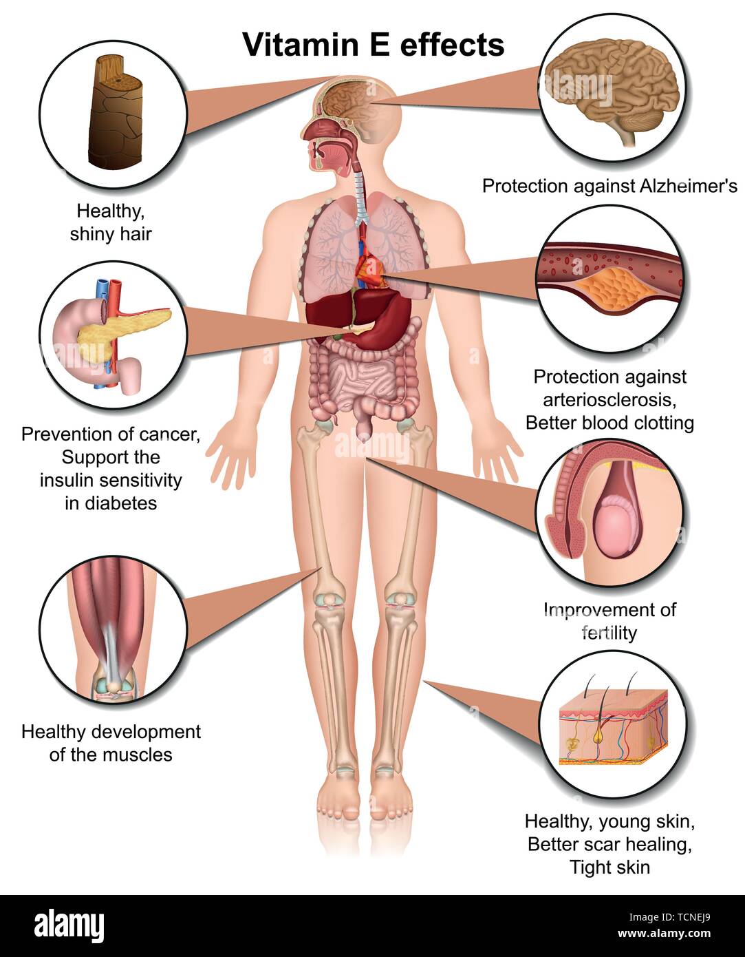 Effets de la vitamine e infographie 3d medical vector illustration sur fond blanc Illustration de Vecteur