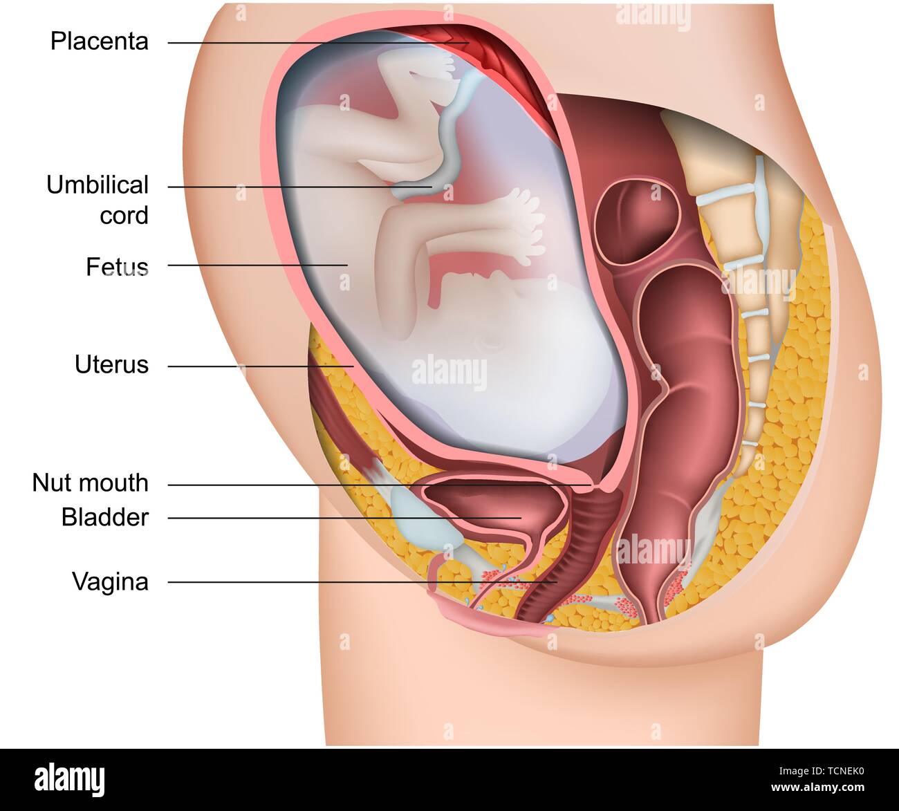 La grossesse 3d medical anatomie vecteur illustration isolé sur fond blanc avec description en anglais Illustration de Vecteur