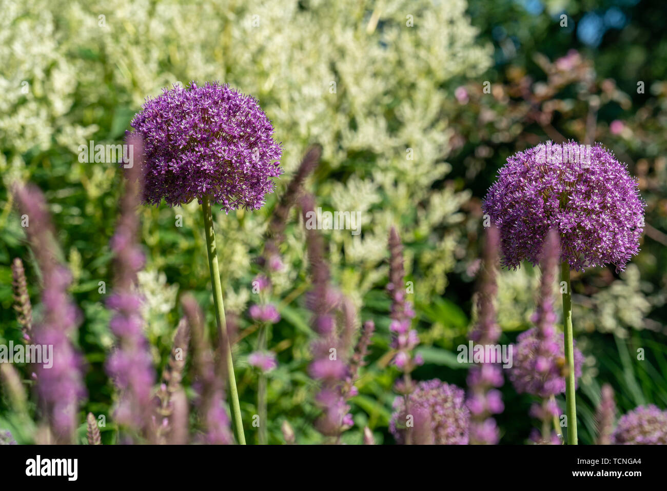 Deux boules de fleur pourpre en fleurs d'un Allium giganteum (usine) oignon géant Banque D'Images
