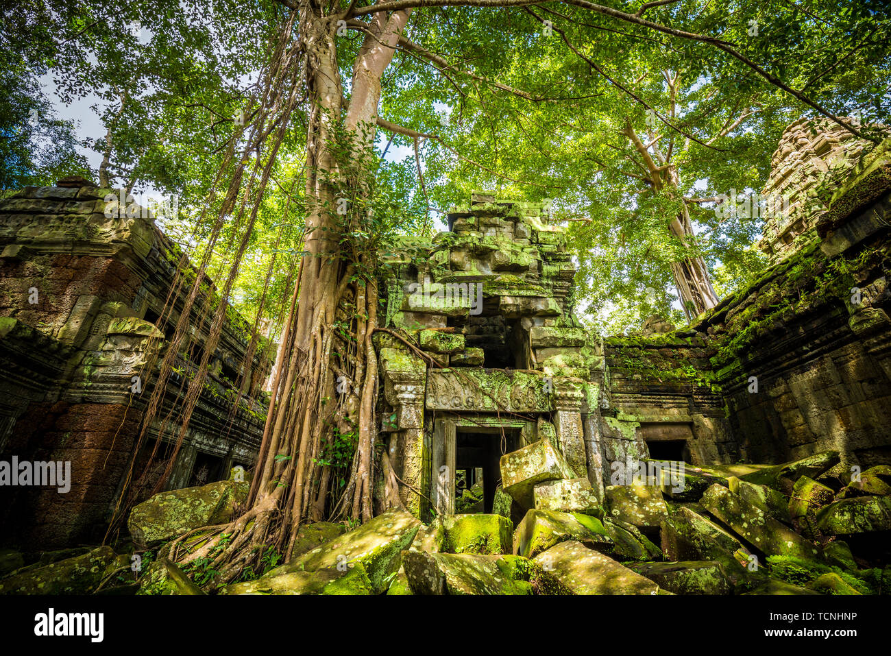 De vieux arbres en symbiose avec les ruines dans les ruines de Tablon temple à Angkor Wat, au Cambodge Banque D'Images