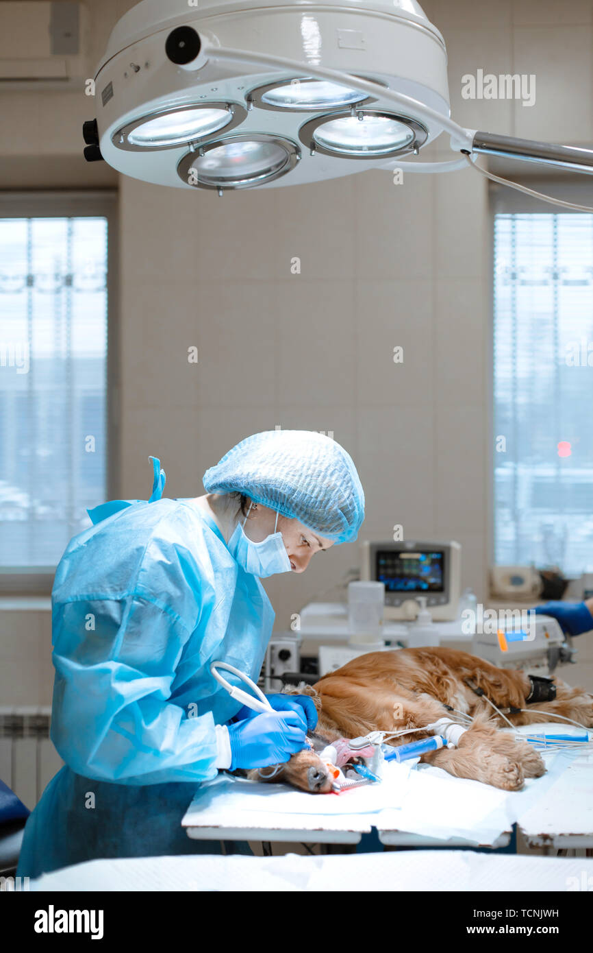 La dentisterie vétérinaire. Vétérinaire chirurgien dentiste nettoie et traite d'un chien sous l'anesthésie sur la table d'opération dans une clinique vétérinaire. L'ULT Banque D'Images