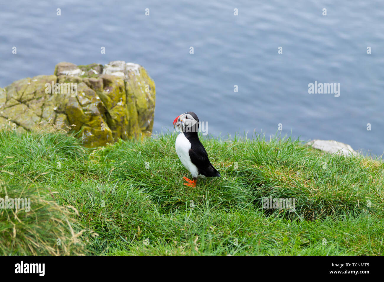 Macareux moine de Borgarfjordur fjord, est de l'Islande. La faune de l'Islande. Macareux moine commun. Fratercula arctica Banque D'Images Macareux moine de Borgarfjordur fjord, est de l'Islande. La faune de l'Islande. Macareux moine commun. Fratercula arctica Banque D'Images