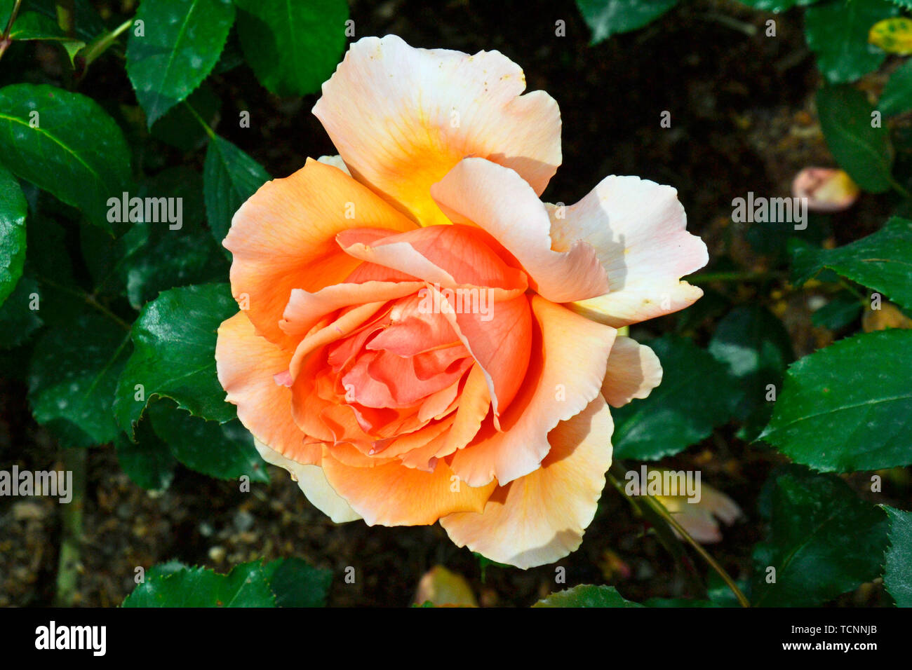 Rose Orange en pleine floraison, España Banque D'Images