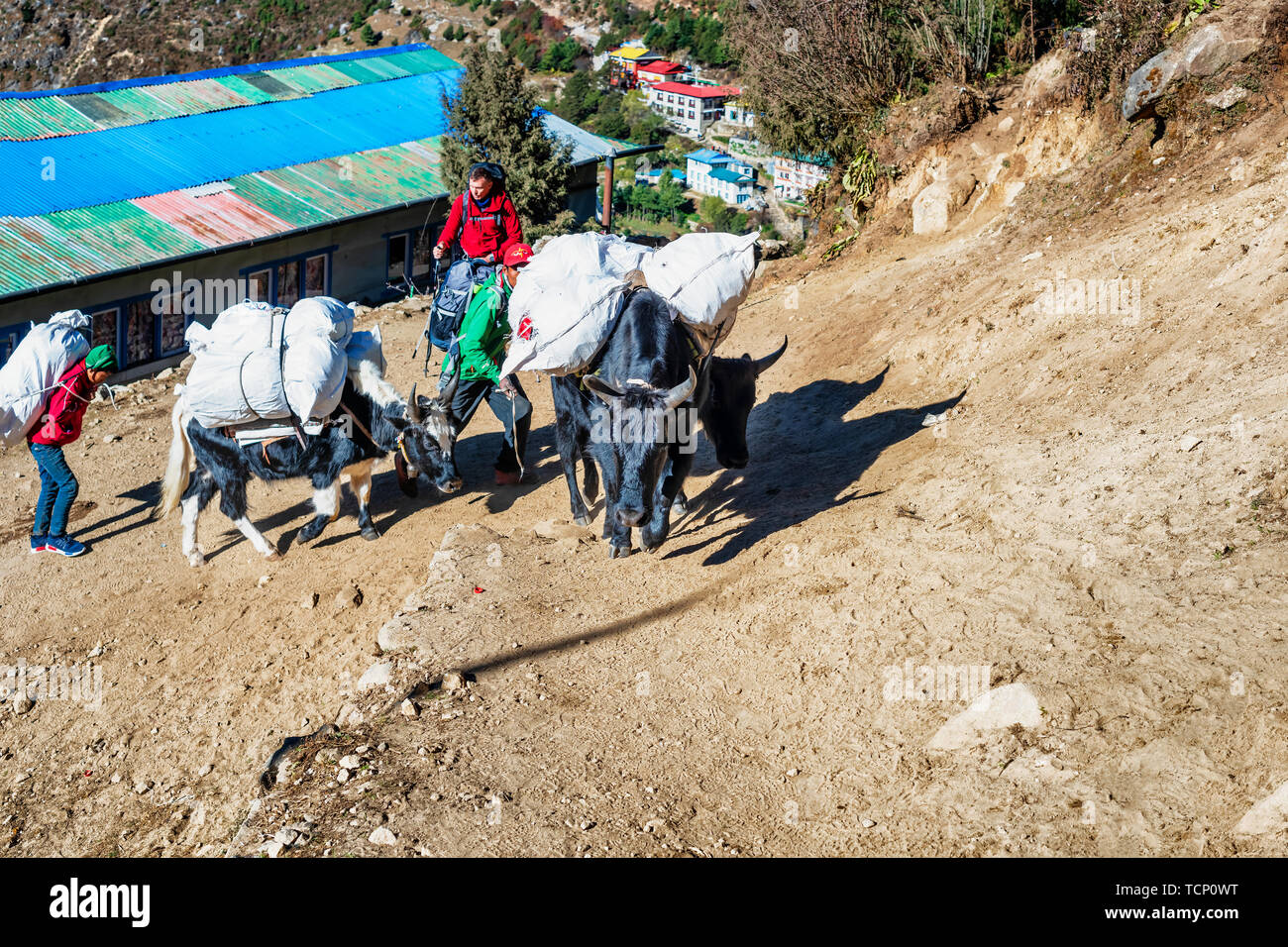 Namche Bazar, le Népal - Oct 28, 2018 : sacs de transport des fournitures de Yacks les randonneurs de passage sur la piste vers Tengboche village sur le camp de base de l'Everest trek, Banque D'Images