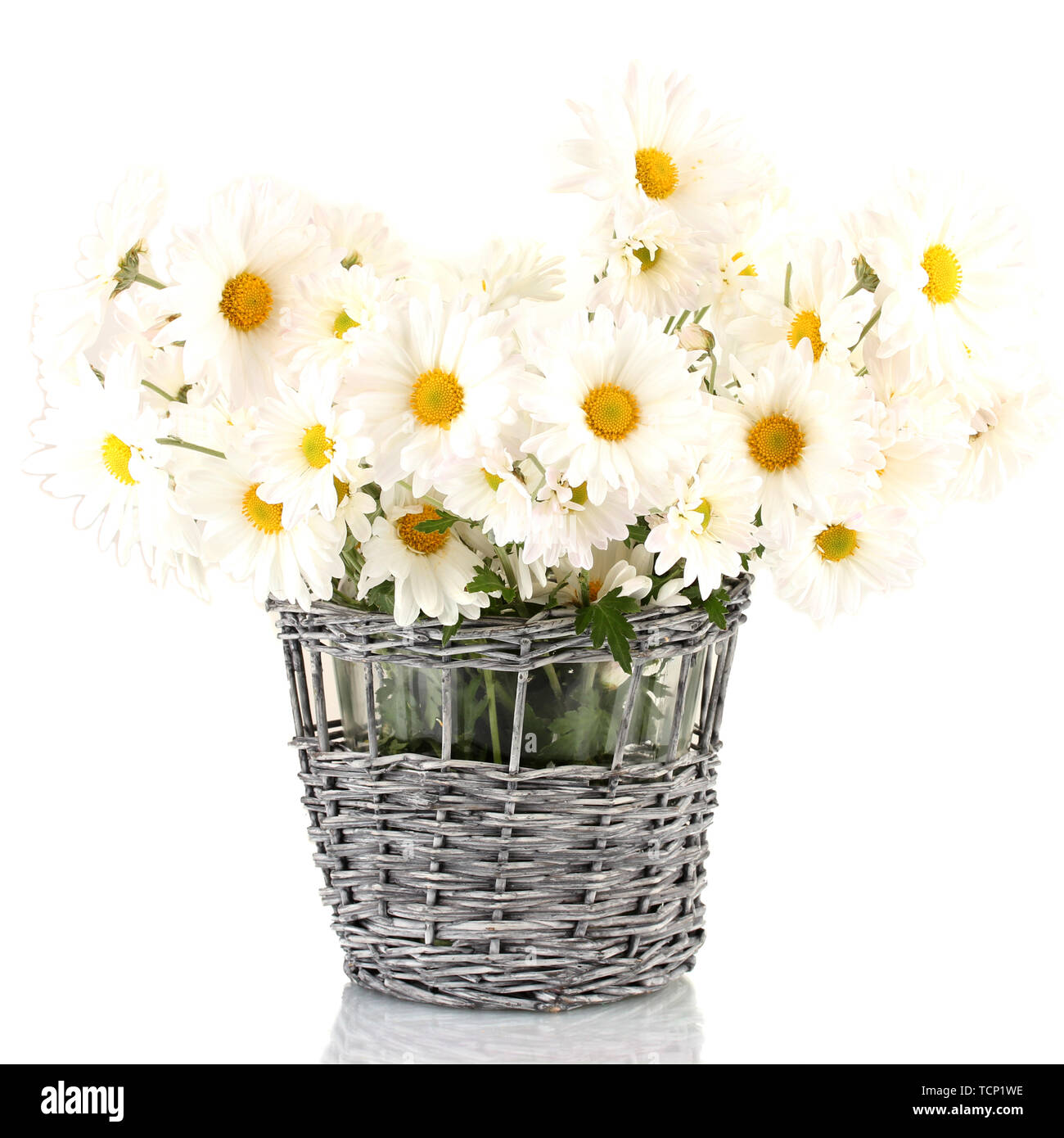 Marguerites dans un vase isolated on white Banque D'Images