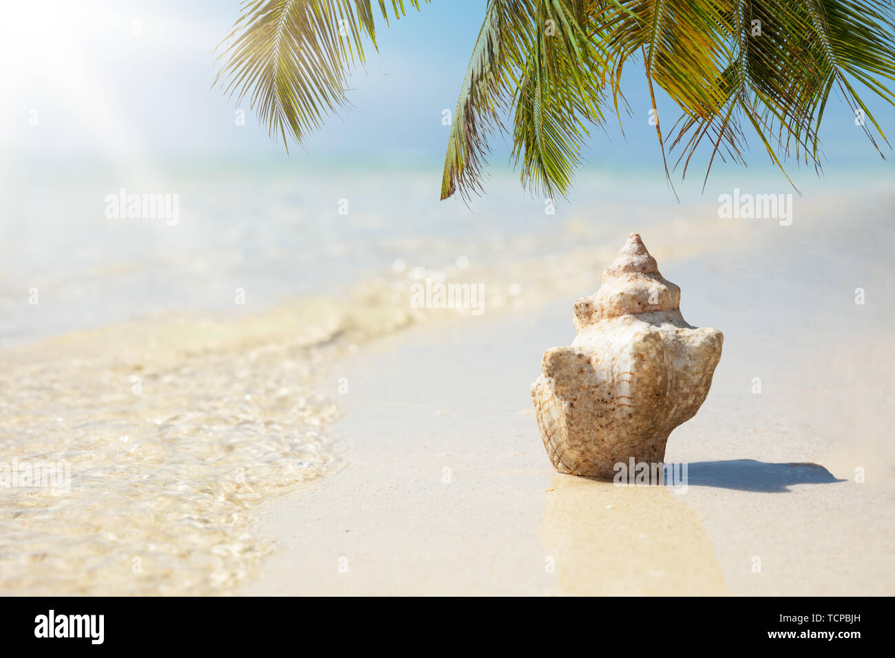 Les feuilles de palmier sur la conque de coquillage près de la mer à la plage Banque D'Images