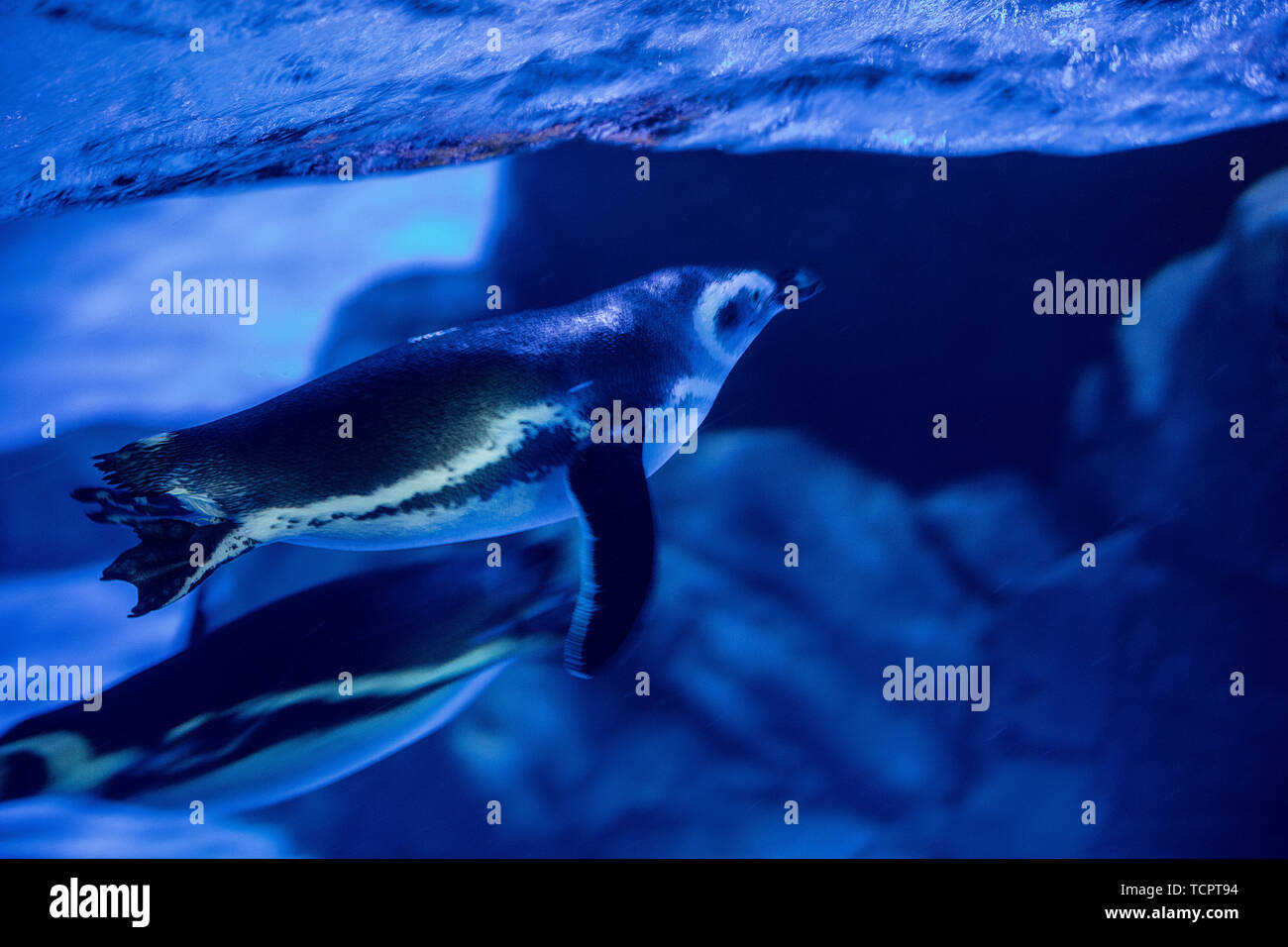 Elf - antarctique (3 Penguin Penguin swimming underwater in Haichang Ocean Park à Shanghai). Banque D'Images