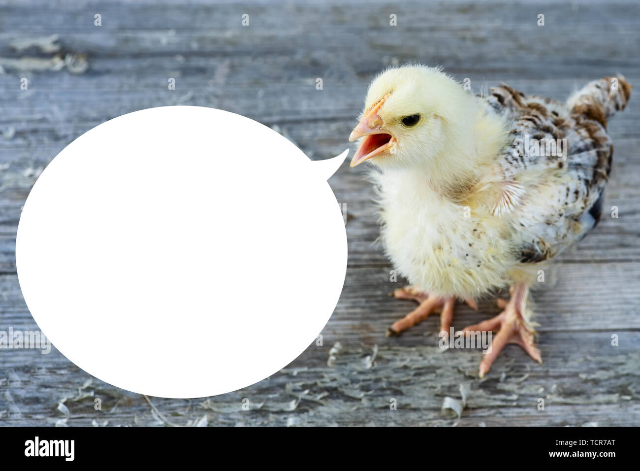 Poulet moelleux sur table en bois sur fond flou Banque D'Images