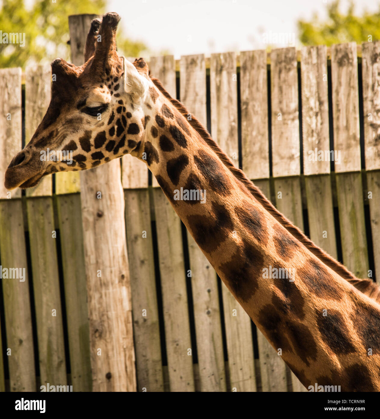 Mon cou Girafe au zoo Ray Boswell Banque D'Images