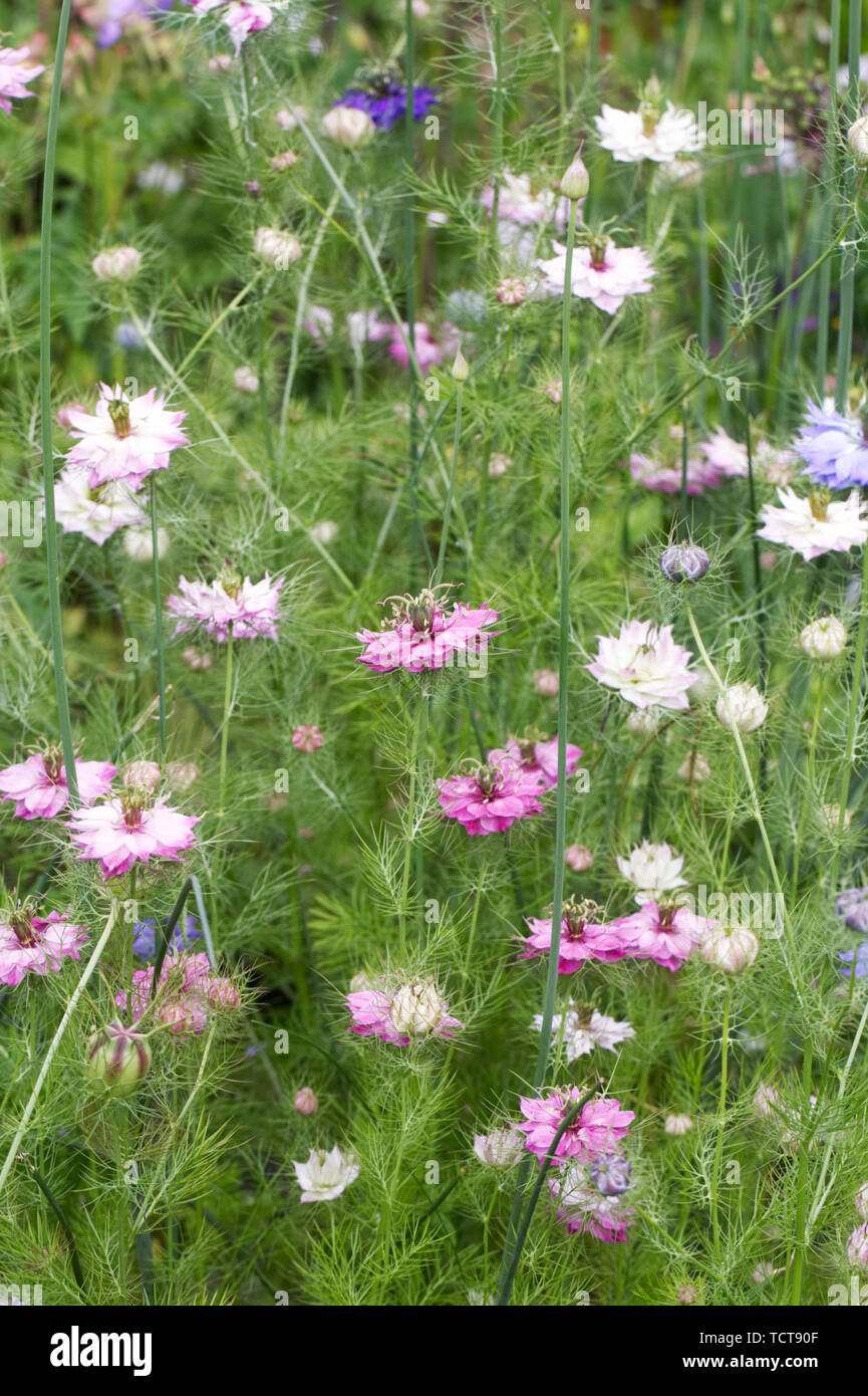 Nigella damascena persan 'Bijoux' fleurs. L'amour dans la brume. Banque D'Images