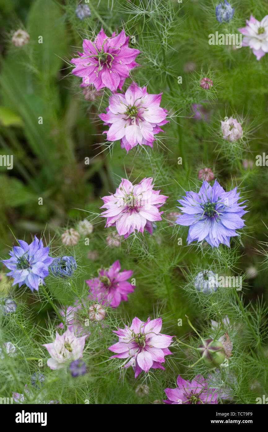 Nigella damascena persan 'Bijoux' fleurs. L'amour dans la brume. Banque D'Images