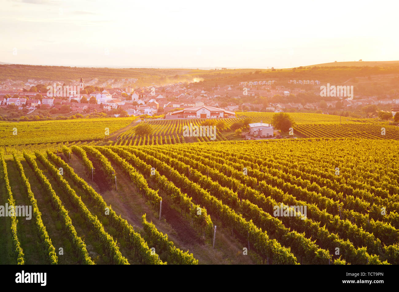 Incroyable coucher du soleil orange plus de vignobles dans les régions rurales du sud de la Moravie, en République tchèque. Le village pittoresque Velke Pavlovice est une destination touristique populaire en République tchèque. Banque D'Images