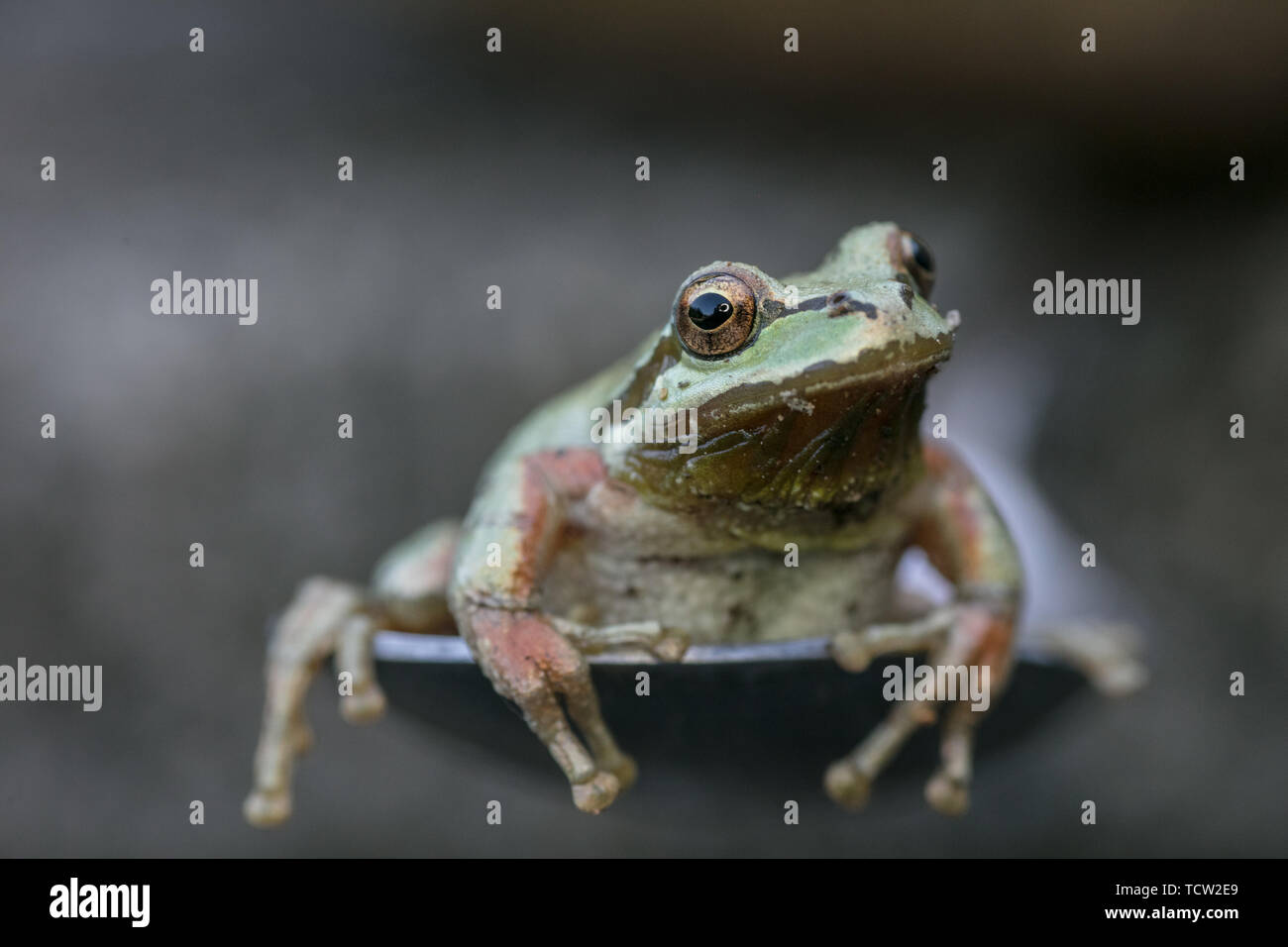 American tree frog Banque D'Images