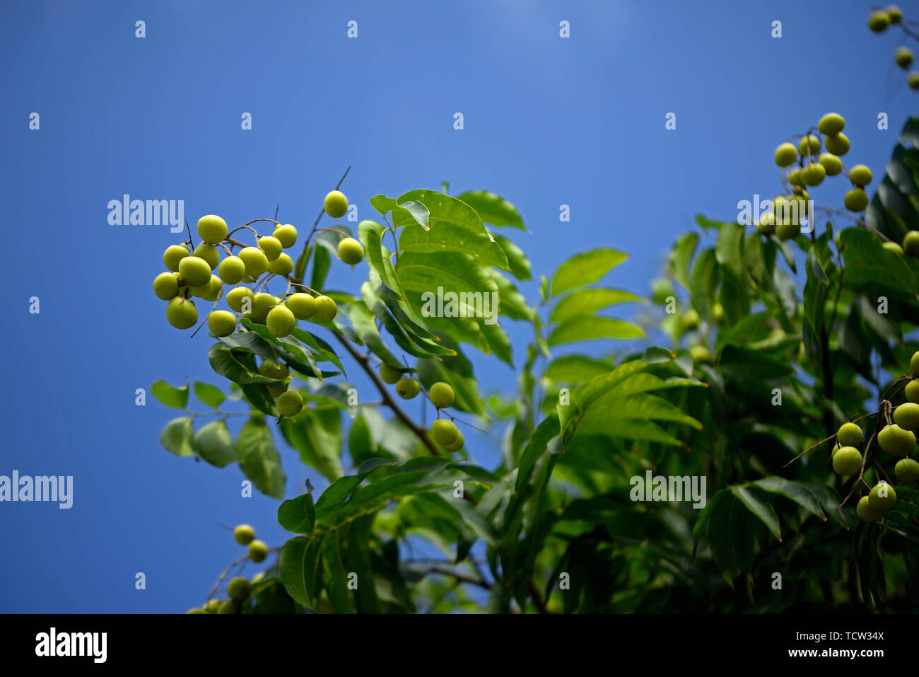 Fruit Neem Banque D'Images