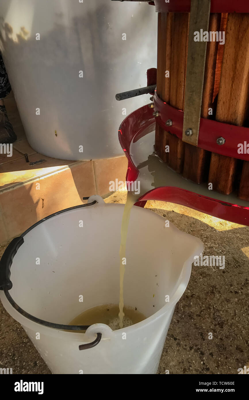 Un gros plan d'un ancien tonneau en bois-shaped​ presse raisin plein de raisins avec le jus du raisin dans une benne blanche Banque D'Images