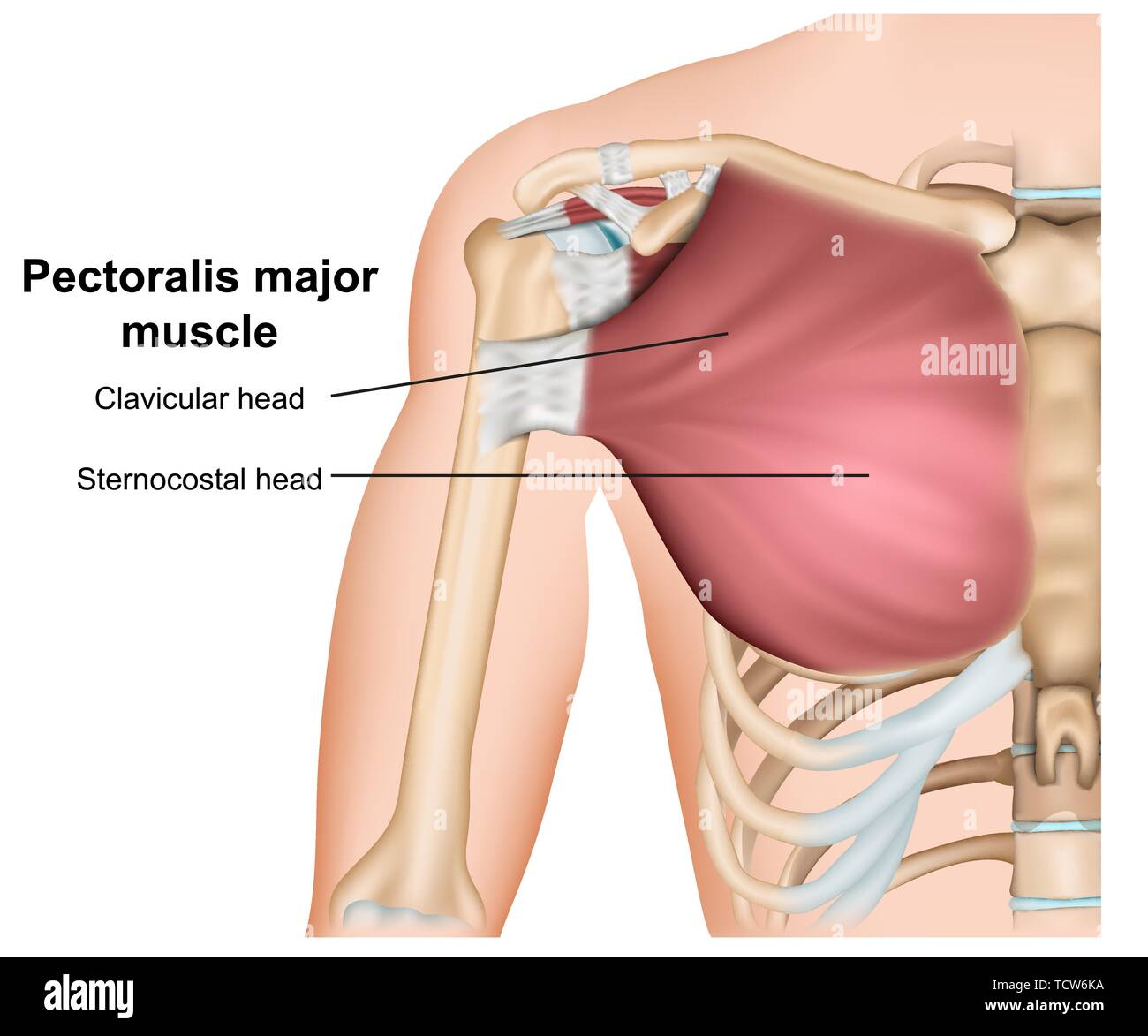 Anatomie du muscle grand pectoral, 3d medical vector illustration sur fond blanc Illustration de Vecteur