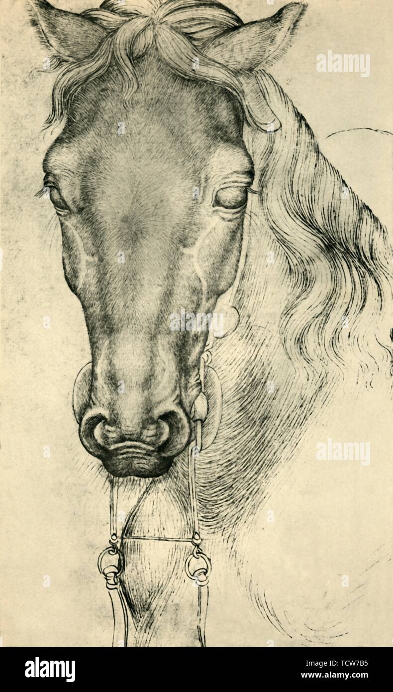 Tête d'un cheval, c1420-1455, (1943). Organisateur : Pisanello. Banque D'Images