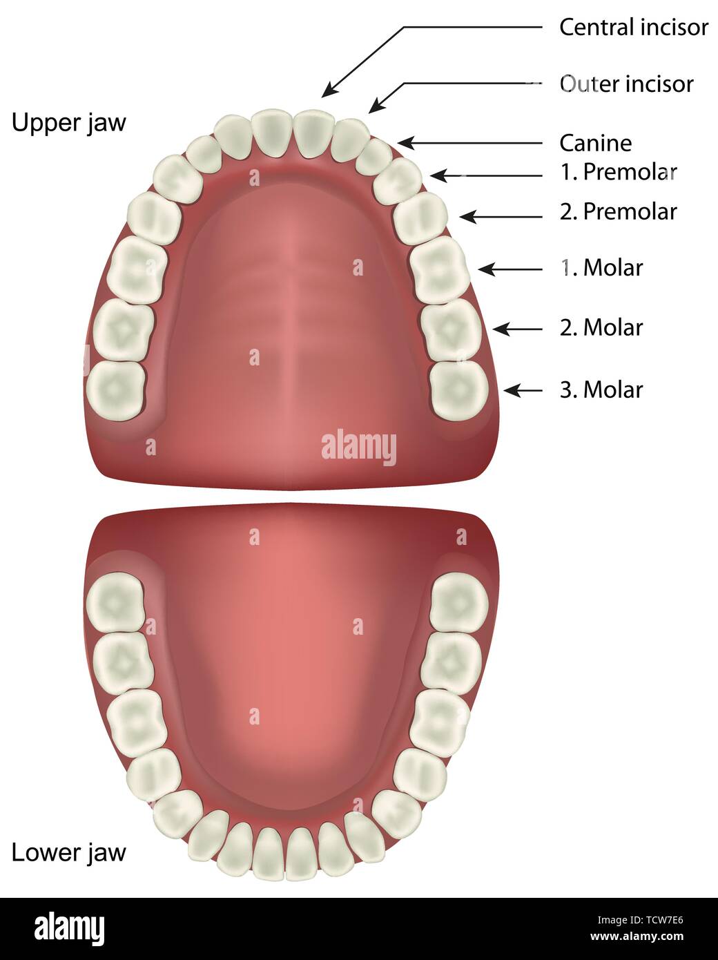 L'anatomie des dents d'illustration vectorielle médical isolé sur fond blanc avec description en anglais Illustration de Vecteur