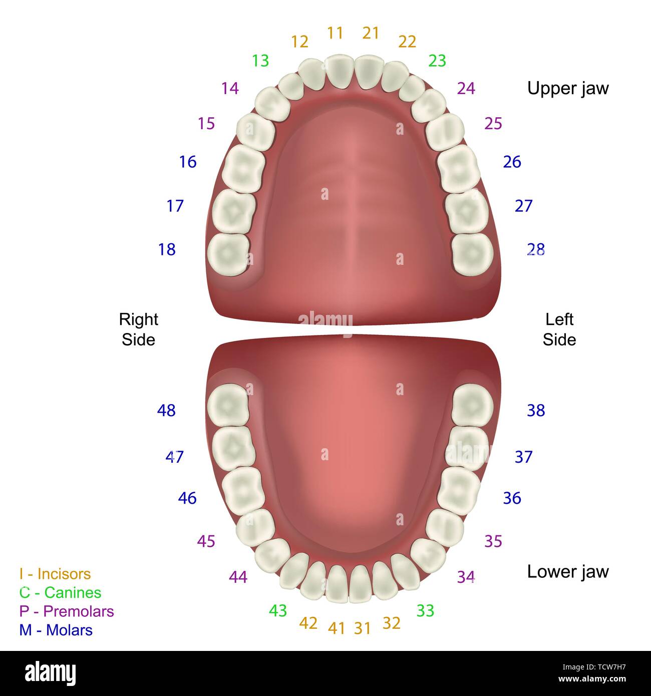 L'anatomie des dents vecteur illustration médicale sur fond blanc avec chiffres infographie dent fdi Illustration de Vecteur