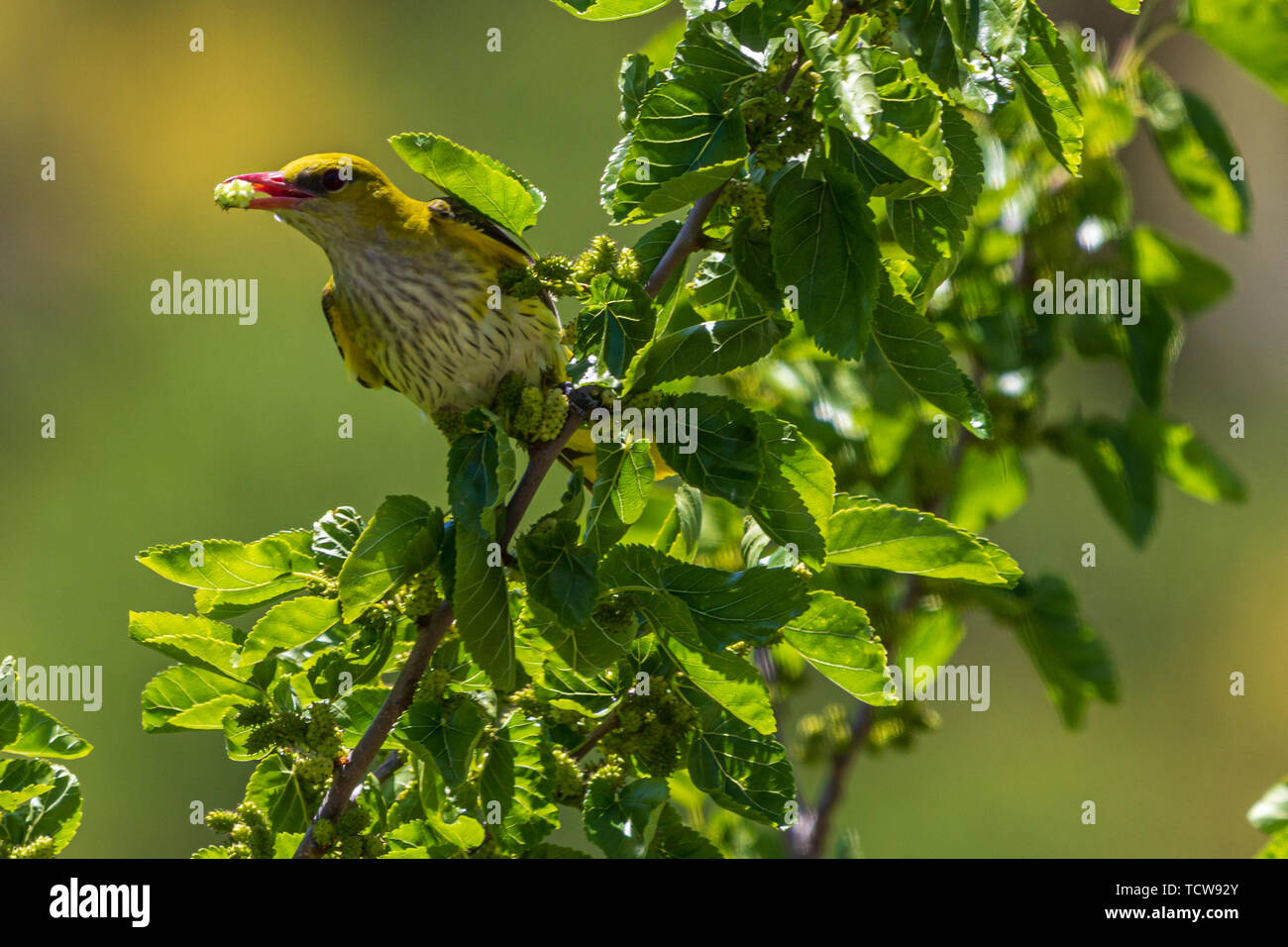 Oriolus oriolus, femme Loriot se percher dans un mûrier, avec un fruit mûre dans son bec, Morus alba Banque D'Images