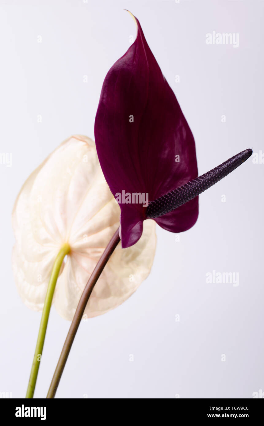 Belle paire de violet et rose fleurs. Contexte minimaliste. Banque D'Images