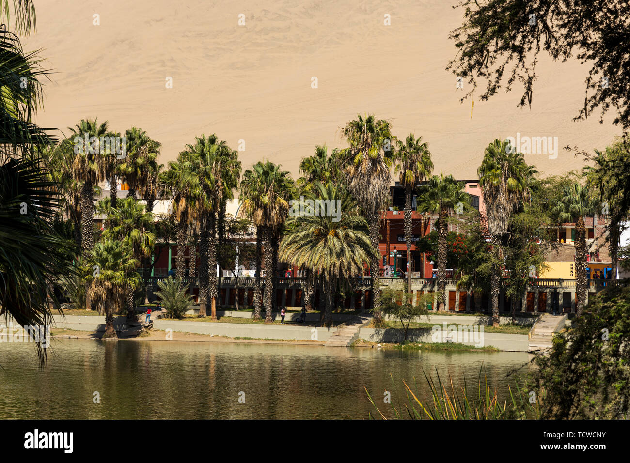 L'oasis de Huacachina, entouré de palmiers, le Pérou, Amérique du Sud Banque D'Images