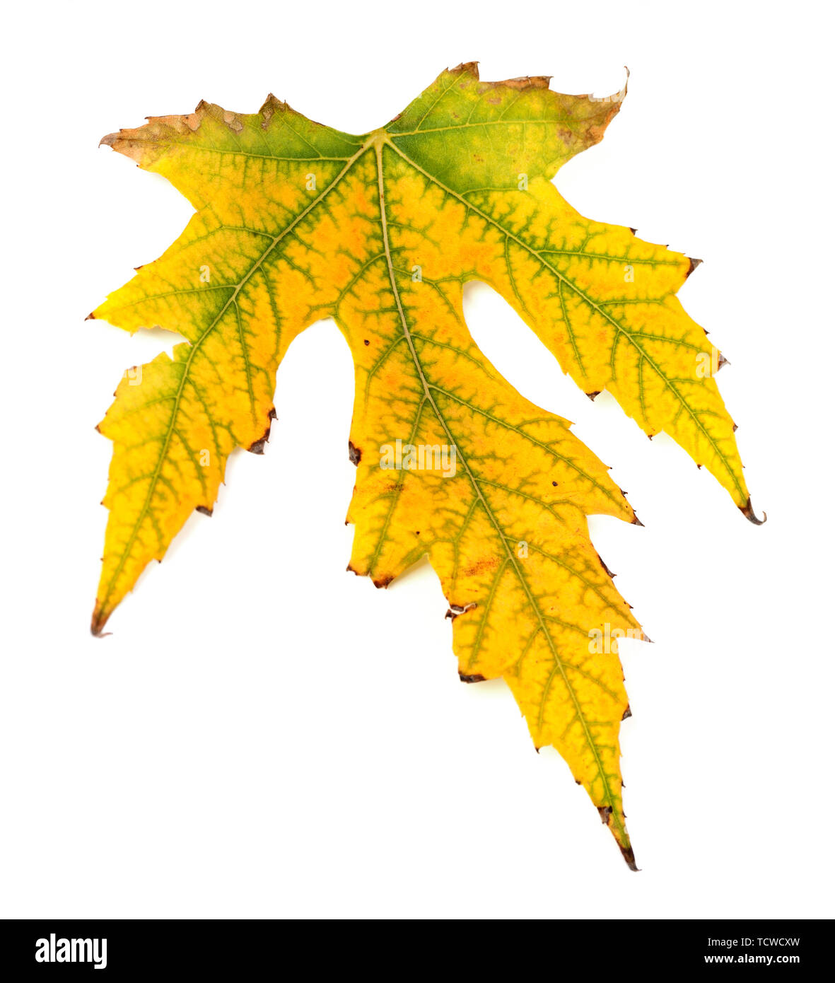 Des feuilles d'automne jaune isolé sur fond blanc. Vue rapprochée. Banque D'Images