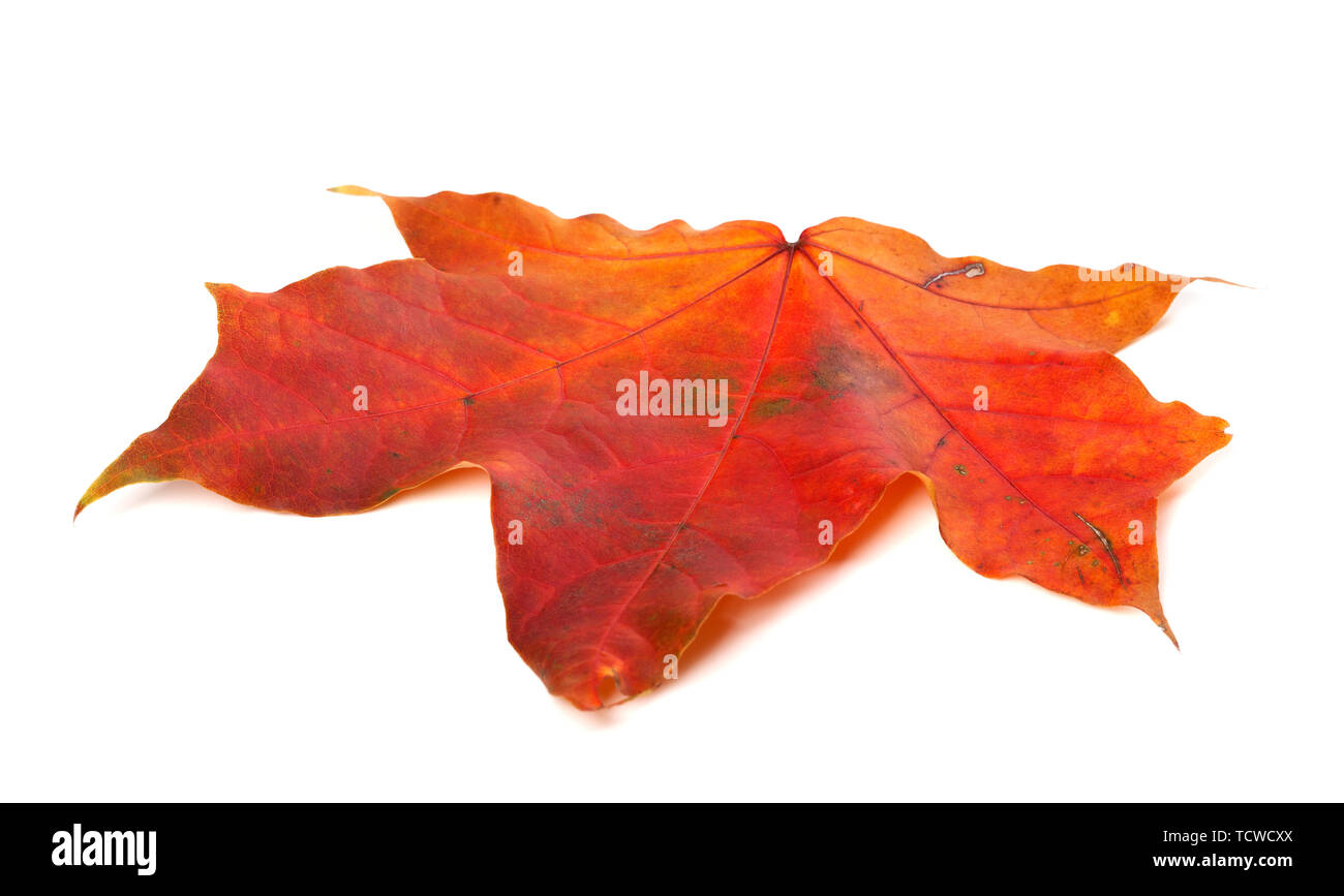 L'automne feuille d'érable rouge isolé sur fond blanc. Vue rapprochée. Banque D'Images