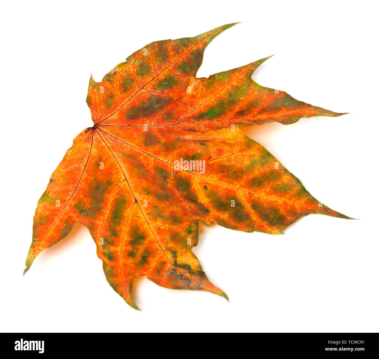 Feuille d'érable d'automne multicolore isolé sur fond blanc. Vue rapprochée. Banque D'Images